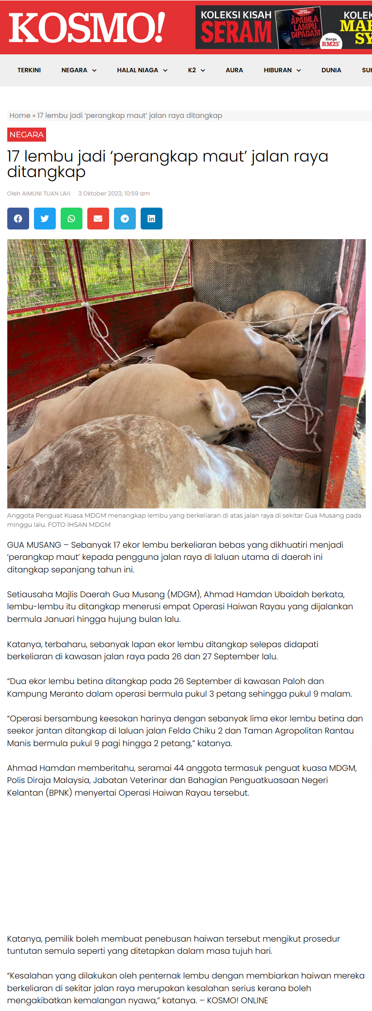 17%20EKOR%20LEMBU%20JADI%20PERANGKAP%20MAUT%20JALAN%20RAYA%20DITANGKAP